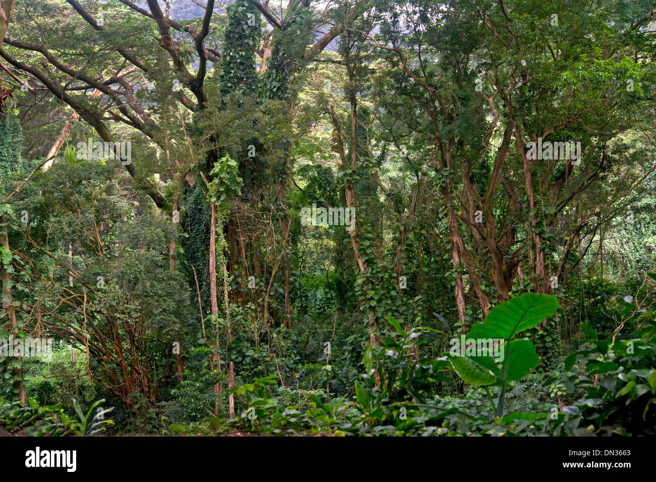 Jungle on Oahu island, Hawaii Stock Photo Alamy