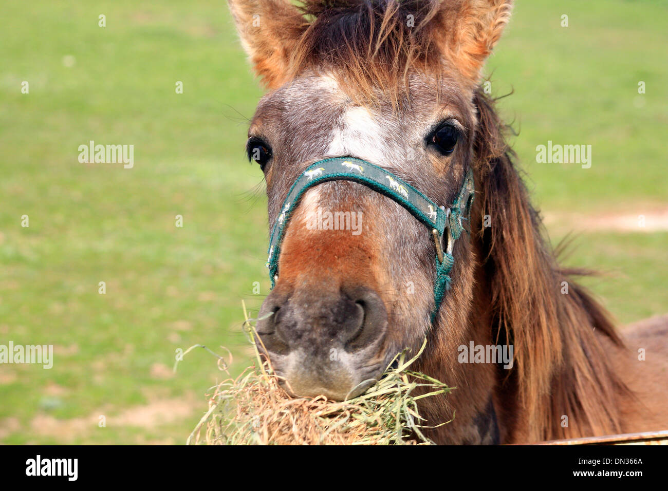 Happy young horse eating Stock Photo Alamy