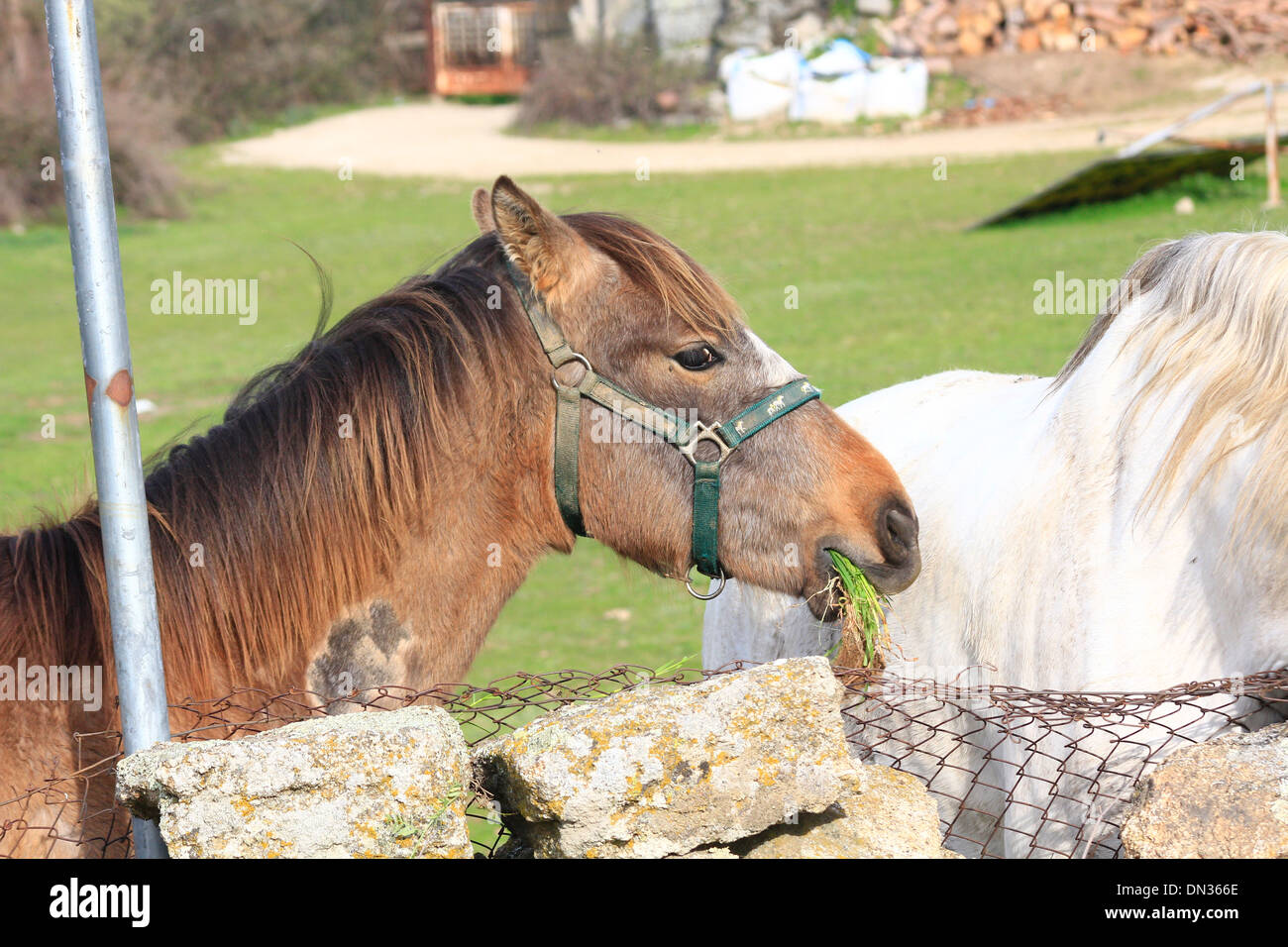 Pretty Pony brown and white spots Stock Photo