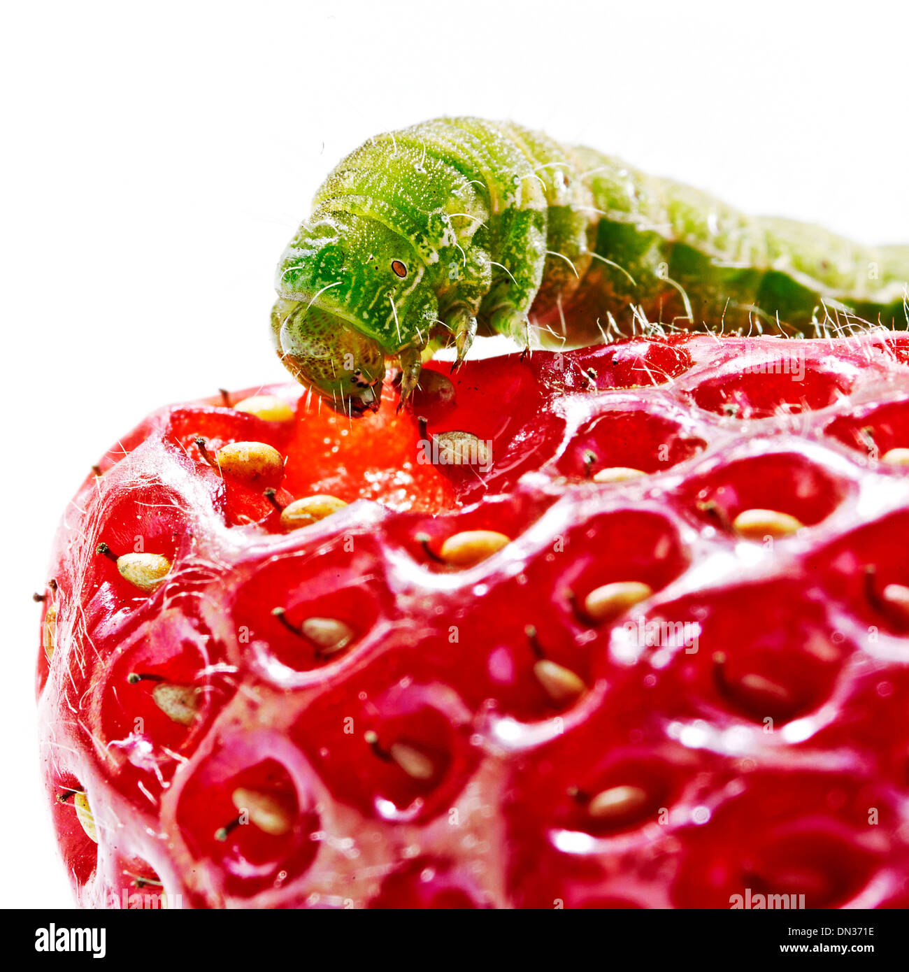 Green caterpillar hi-res stock photography and images - Alamy