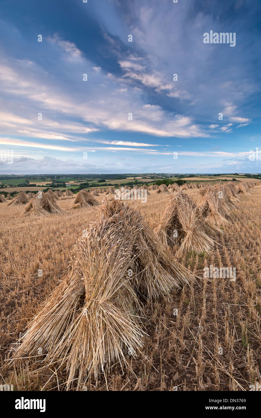 Traditional corn stooks in a Devon field, Coldridge, Devon, England. Summer (July) 2013. Stock Photo