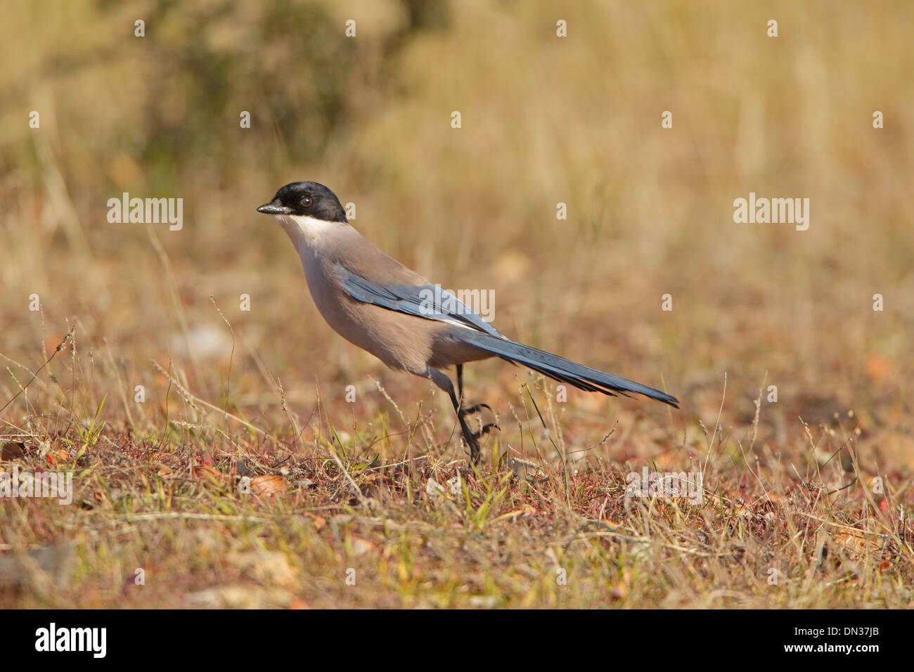 Azure-winged Magpie taking off Stock Photo
