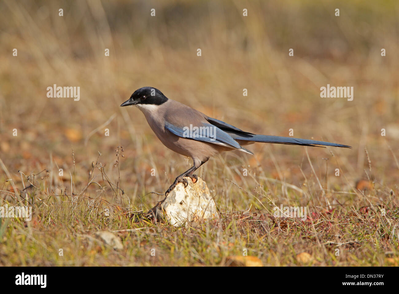 Azure-winged Magpie perched on a rock Stock Photo