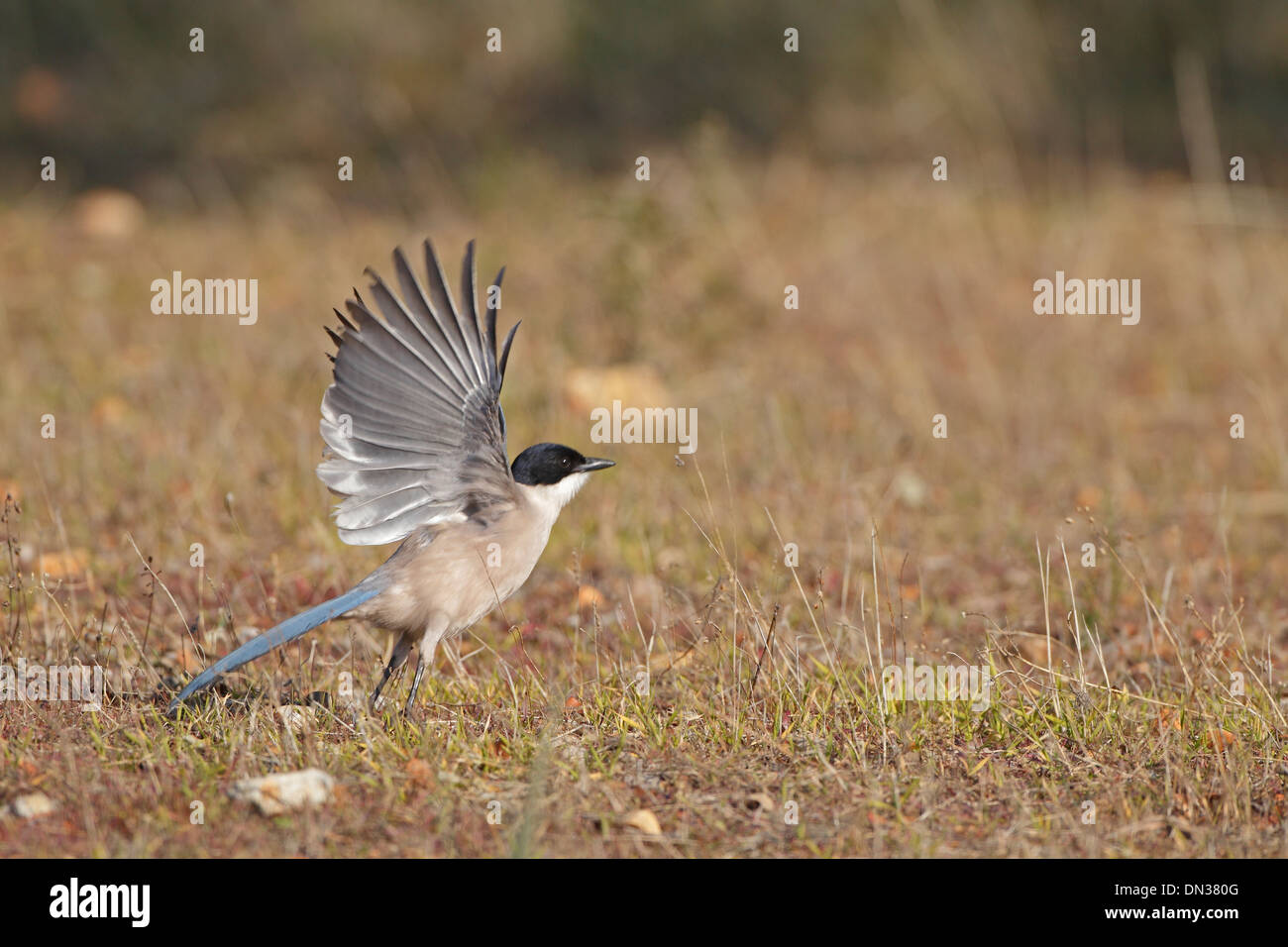 Azure-winged Magpie taking off Stock Photo