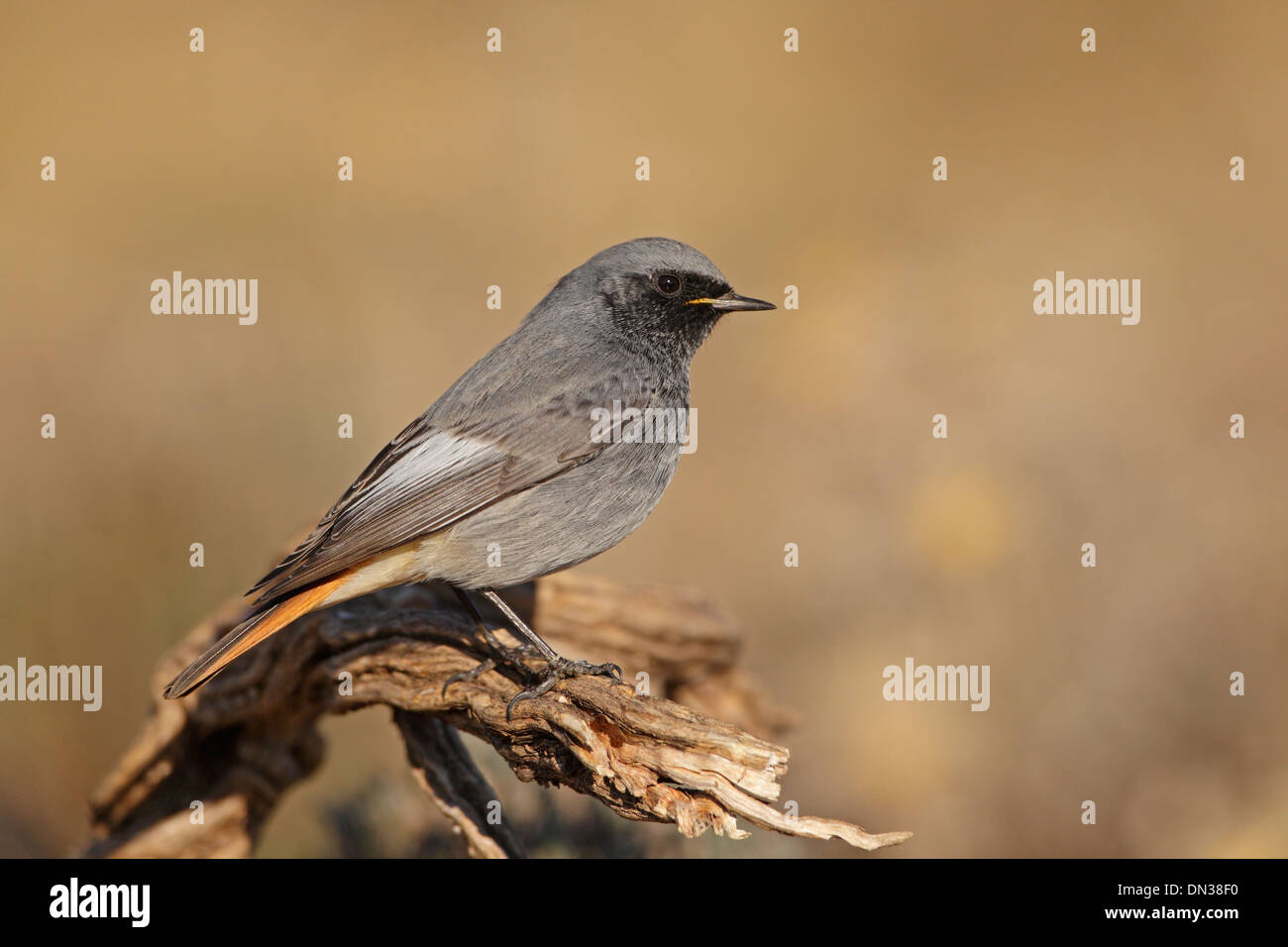 Male Black Redstart Stock Photo Alamy
