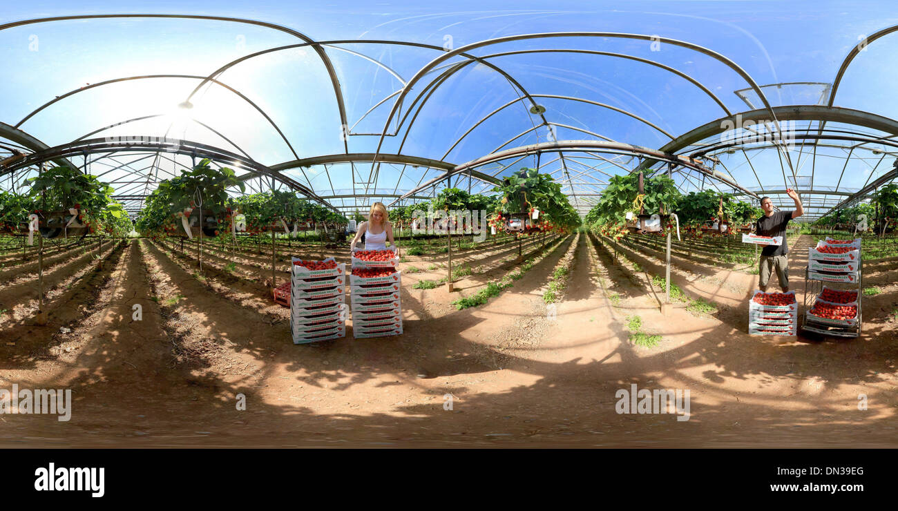 Cheddar Valley Strawberries, Draycott, Somerset Stock Photo Alamy