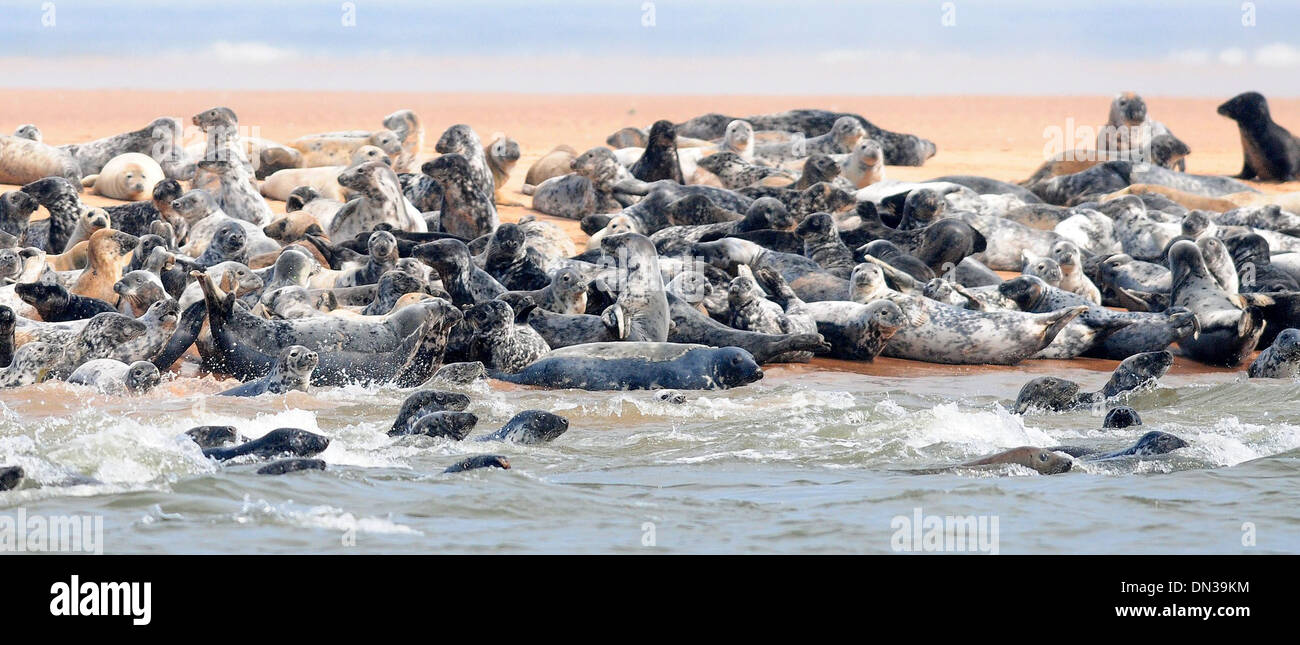 Seals cool down in Newburgh, Aberdeenshire. Stock Photo