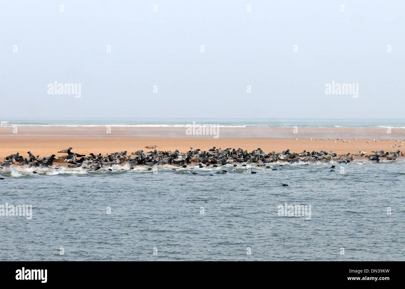 Seals cool down in Newburgh, Aberdeenshire. Stock Photo