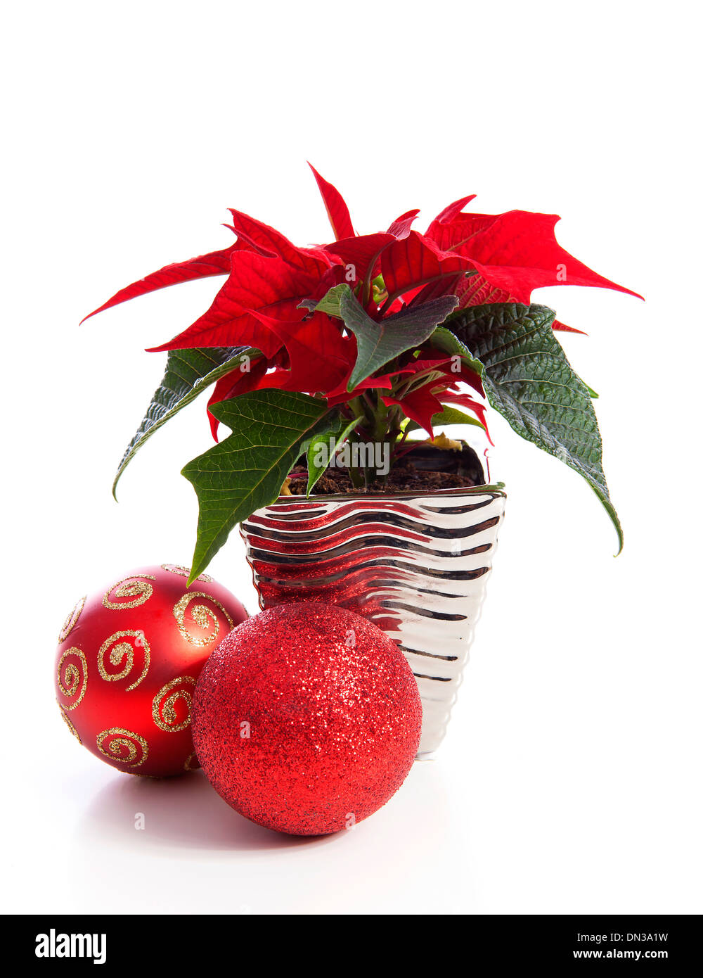 Special Christmas plant Poinsettia and red balls over white backround