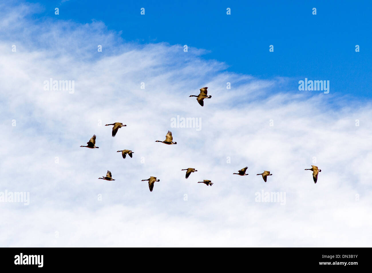 Canadian Geese flying in V formation, migrating south for winter. Stock Photo