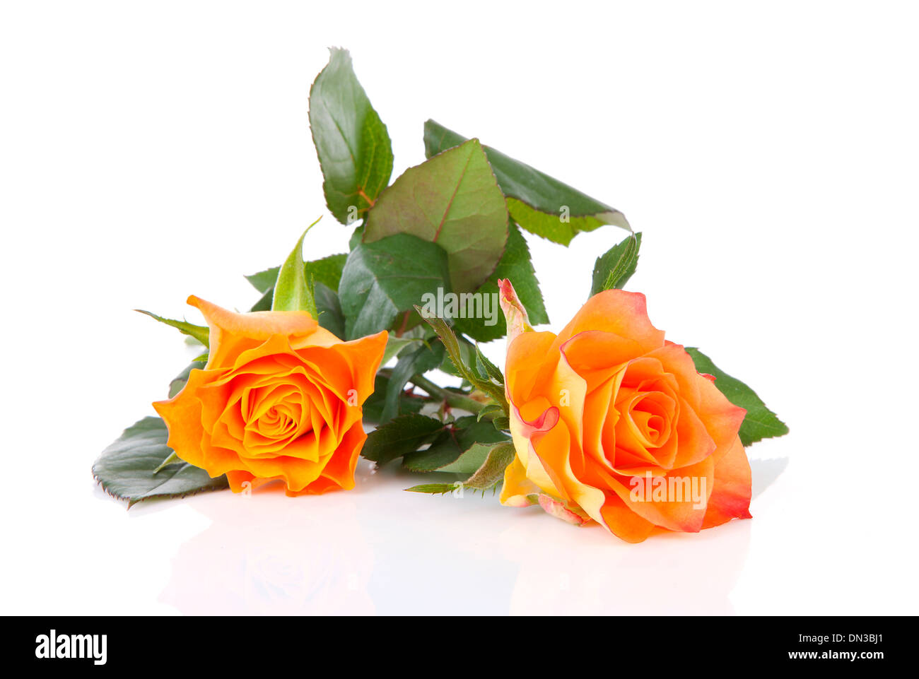 Two orange roses over white background Stock Photo - Alamy