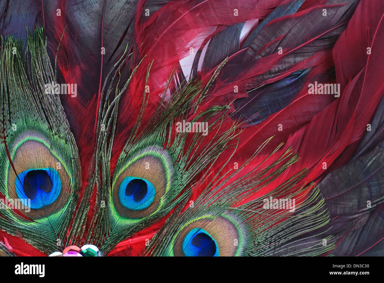 colorful feathers background of close up Stock Photo