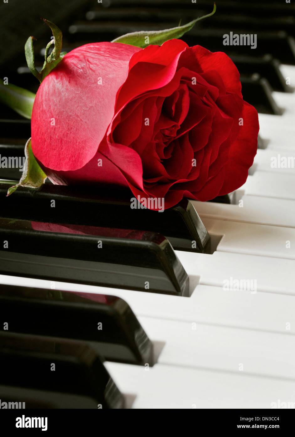 Black And White Piano Photography With A Rose