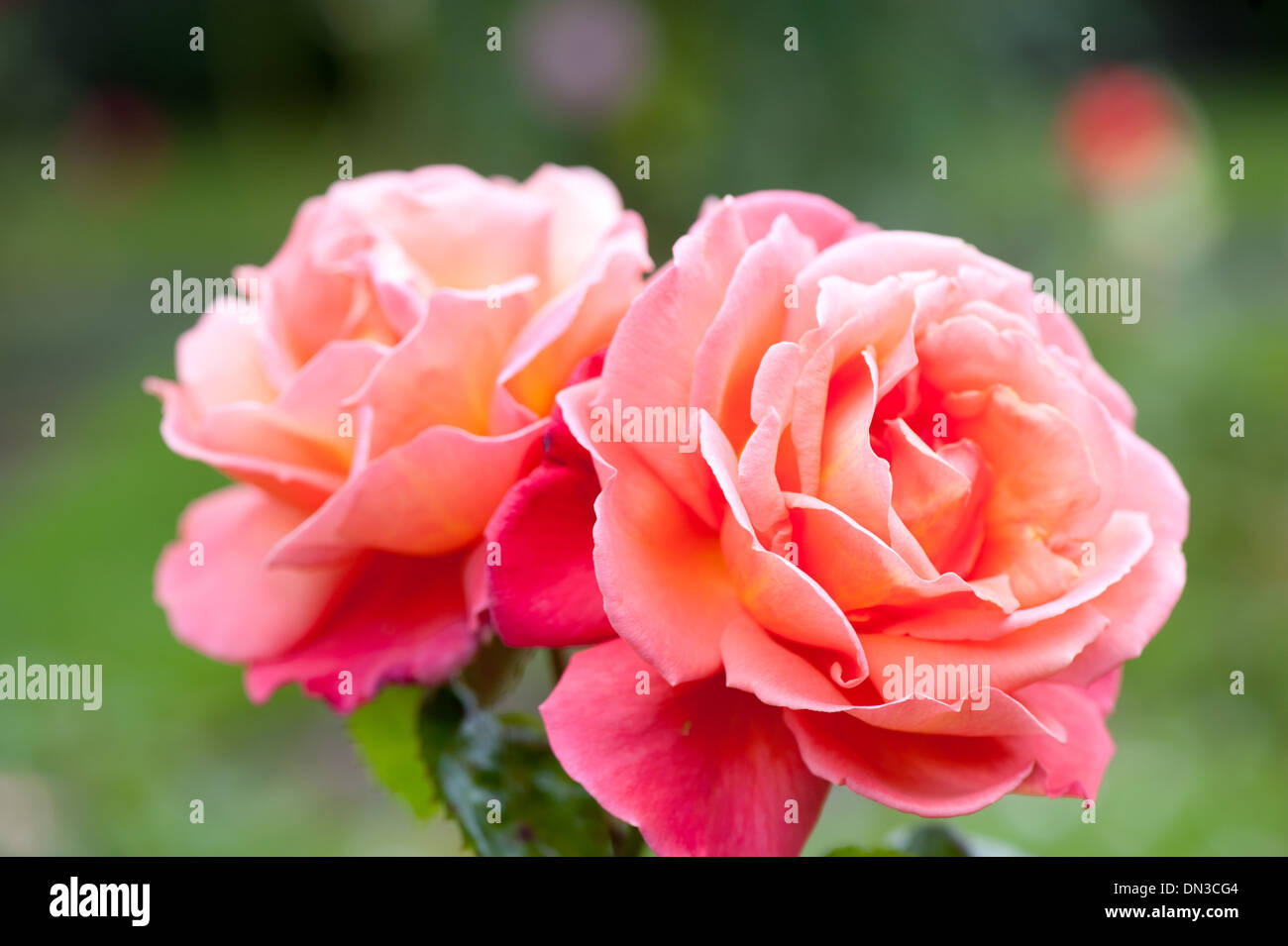 Beautiful pink rose in the garden, sort Troika Stock Photo