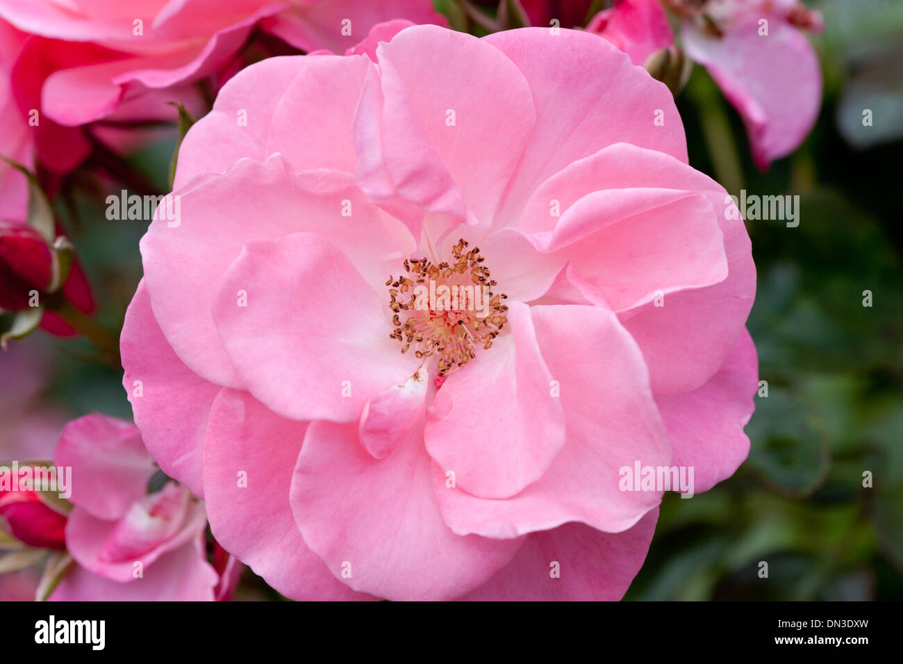 Beautiful pink rose in the garden Stock Photo - Alamy