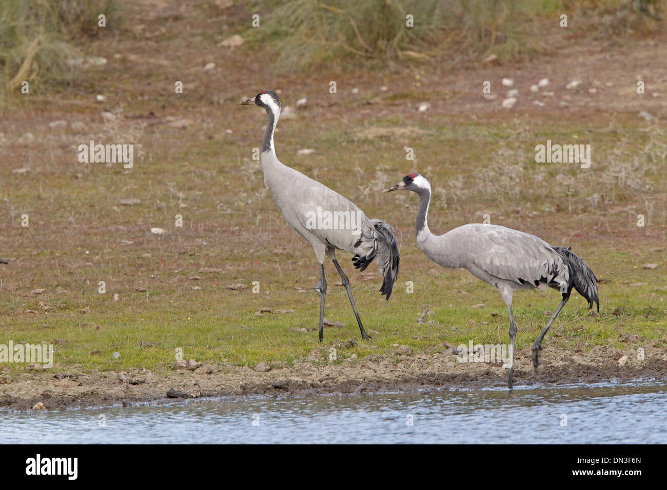 Two adult Common Cranes walking by a pond in Spain Stock Photo