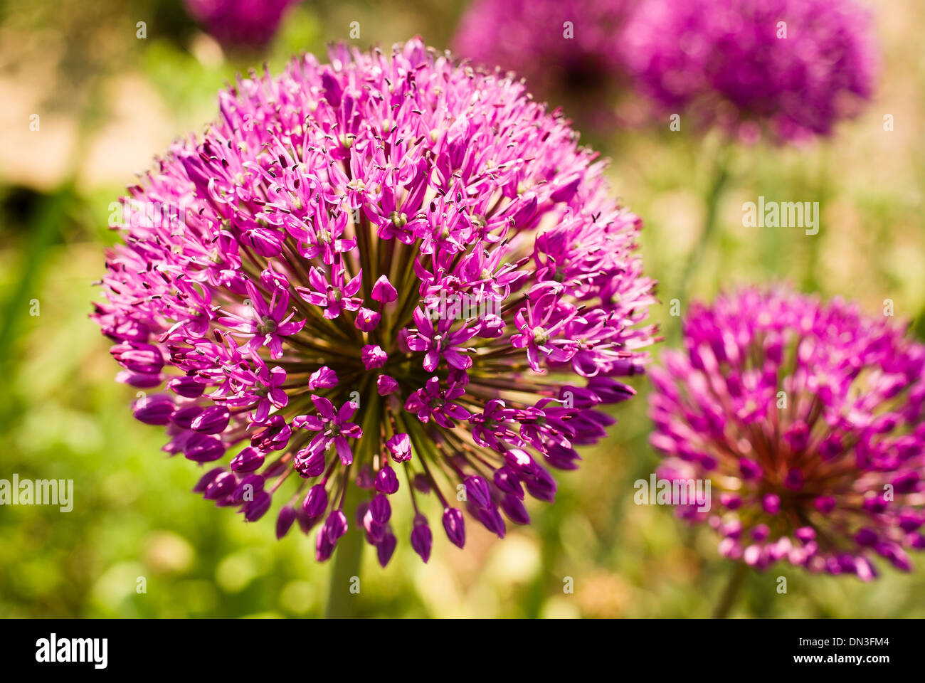 Pink Allium flowering in May in UK Stock Photo