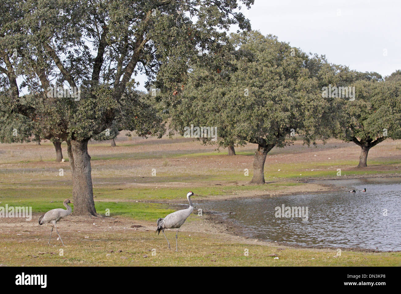 Juvenile and adult Common Crane under Oak trees by a pond in Extremadura Stock Photo