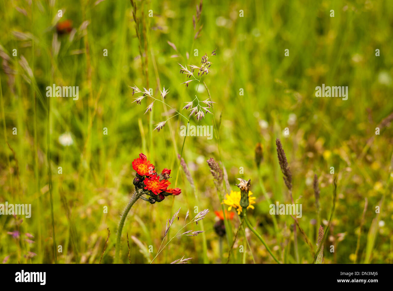 Fox and Cubs flowers on a wild flower lawn in UK Stock Photo