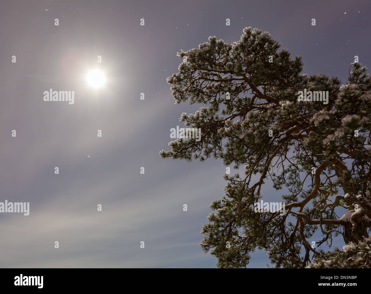 Winter forest in the moonlight Stock Photo