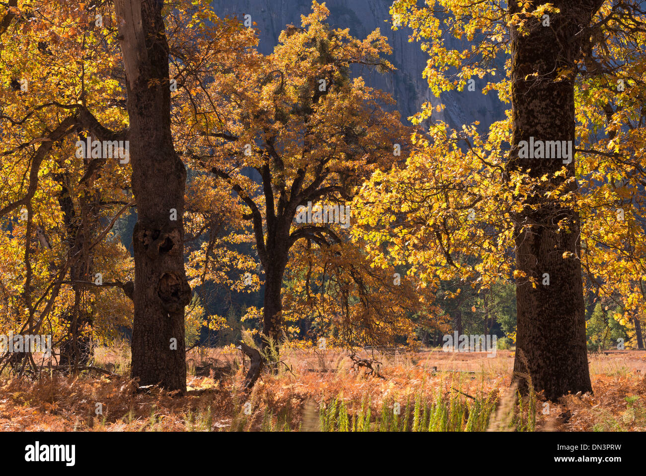 Black Oaks with spectacular autumnal colours in Yosemite Valley, California, USA. Autumn (October) 2013. Stock Photo