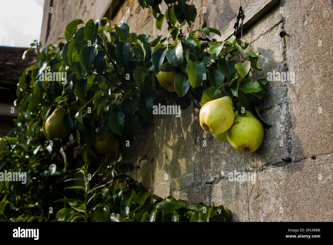 Pears growing up a wall in an English garden Stock Photo