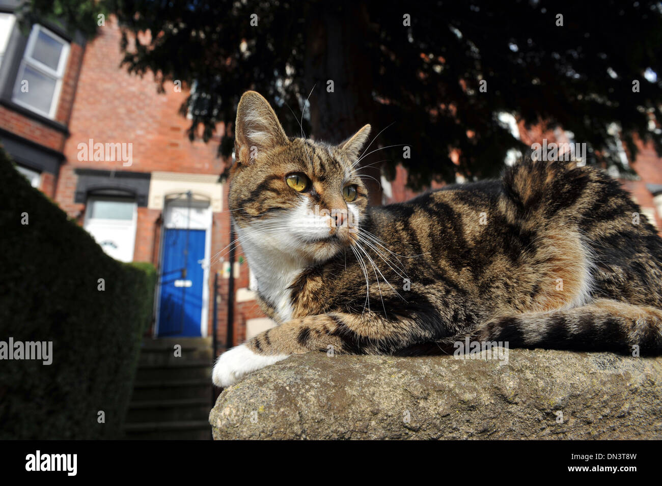 Cat on the wall of a street of housing, Leeds UK Stock Photo
