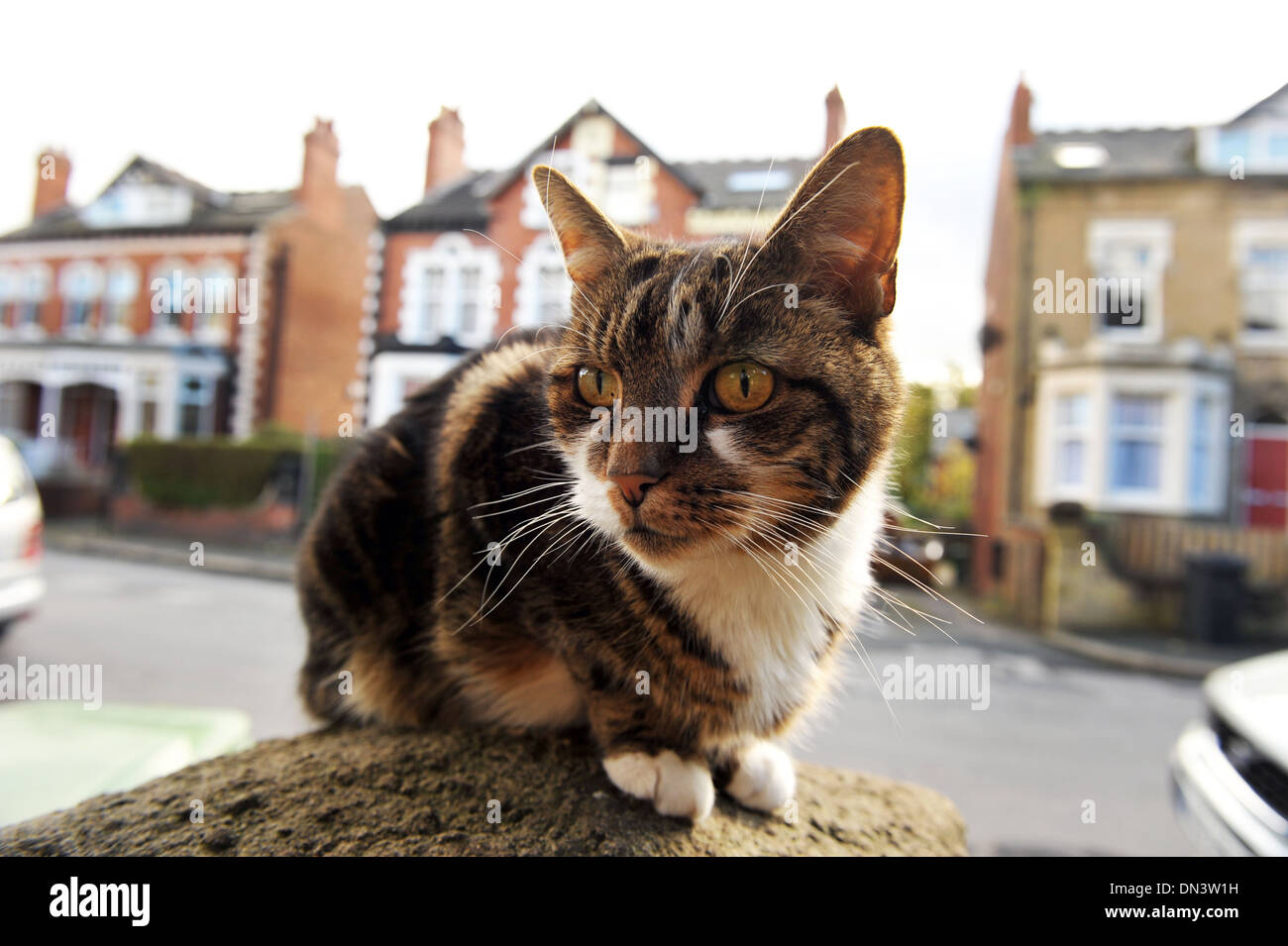 Cat on the wall of a street of housing, Leeds UK Stock Photo