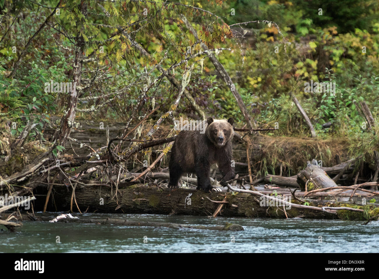 Mother grizzly with long white claws, Mitchell River, Cariboo-Chilcotin region, British Columbia Stock Photo