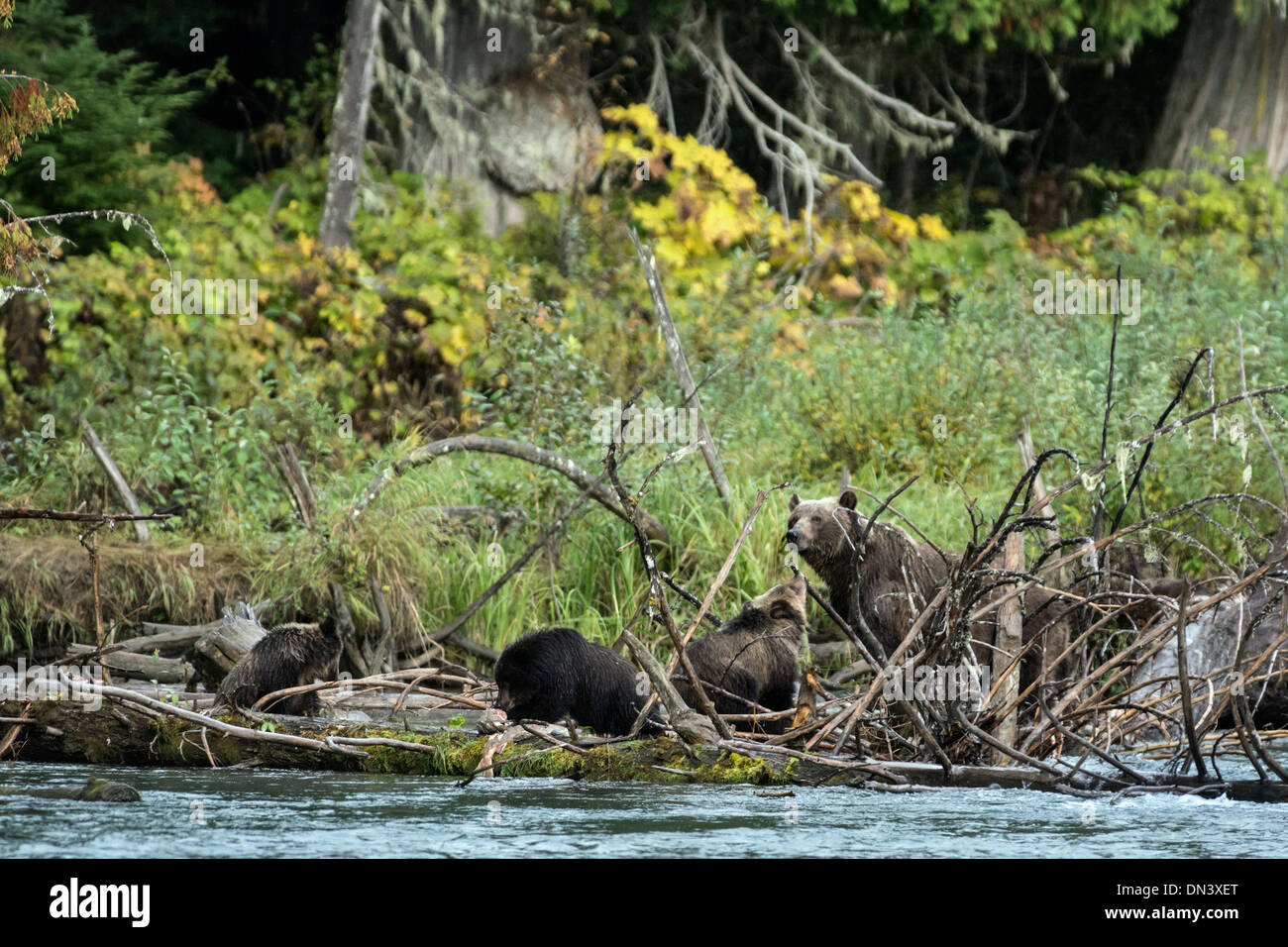 Mother grizzly and three cubs eating sockeye salmon, Mitchell River, Cariboo-Chilcotin region, British Columbia Stock Photo