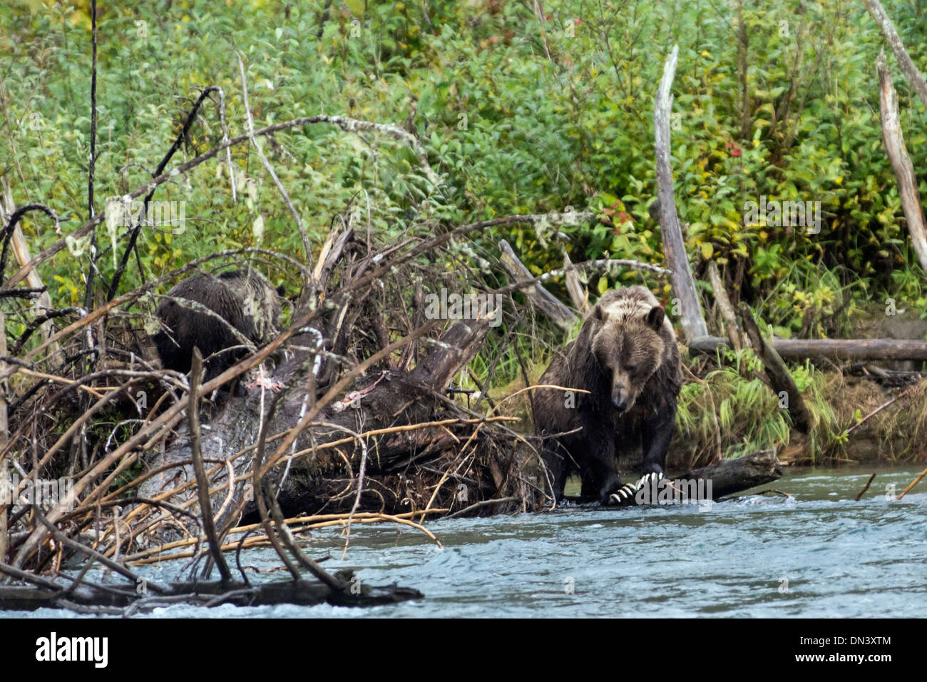 Mother grizzly with long white claws and grizzly cub eating salmon, Mitchell River, Cariboo-Chilcotin region, British Columbia Stock Photo