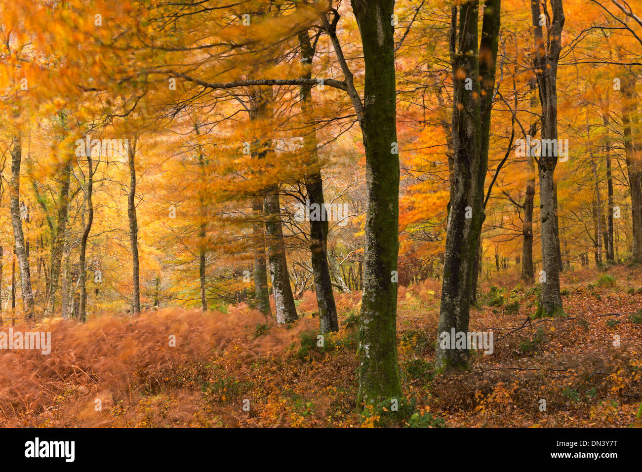 Autumn colours in deciduous woodland, Exmoor National Park, Devon, England. Autumn (November) 2013. Stock Photo