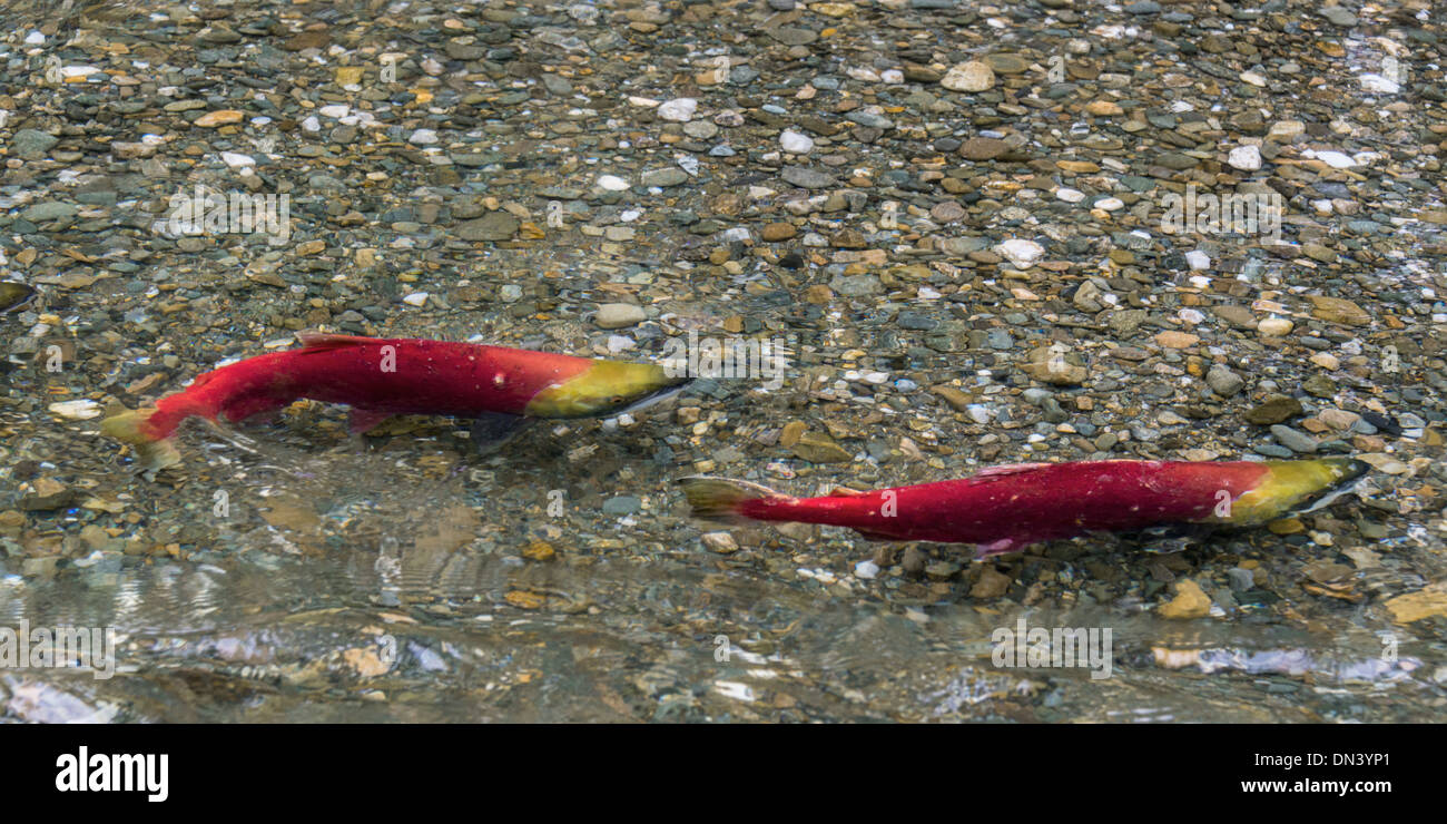 Two female sockeye salmon on spawning bed, Mitchell River, Cariboo-Chilcotin region, British Columbia Stock Photo