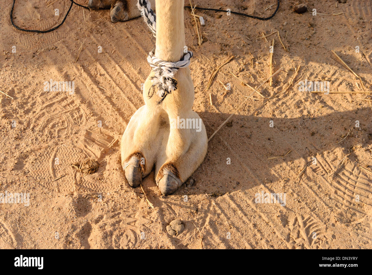 https://c8.alamy.com/comp/DN3YRY/camels-foot-camel-toe-DN3YRY.jpg