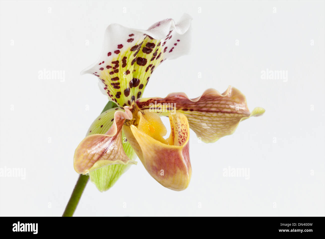 Orchid flowers in white background Stock Photo