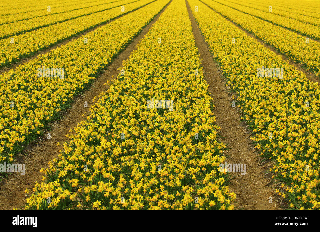 Pseudo Bulbs High Resolution Stock Photography and Images - Alamy