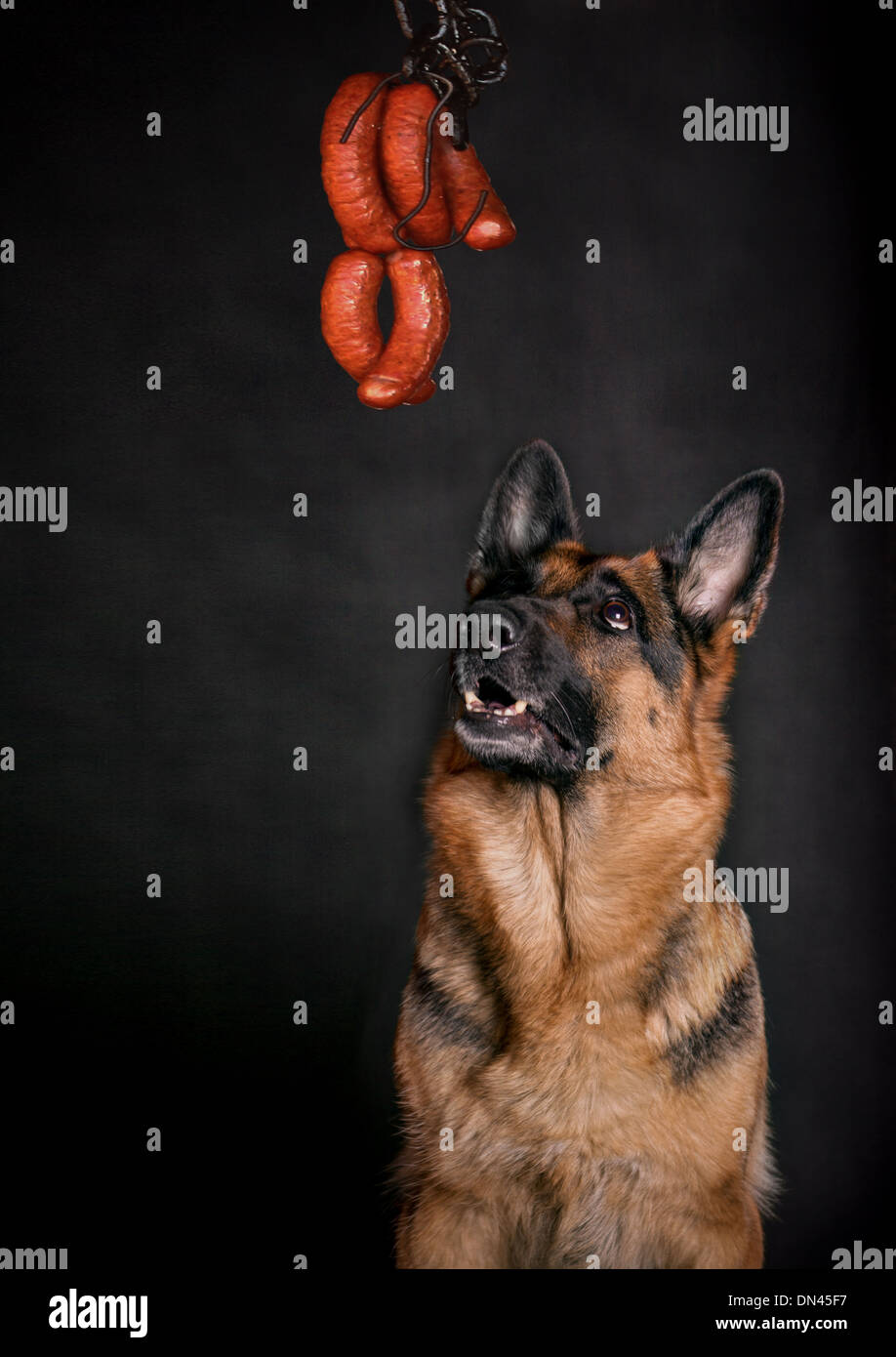 German shepherd sausage dog top