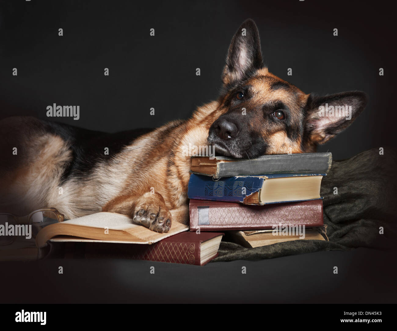 The dog, a German Shepherd with glasses rested her head on a stack of books, resting, tired of studying. Education, the student, Stock Photo