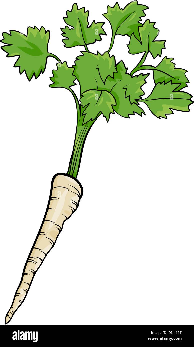 parsley root vegetable cartoon illustration Stock Vector Image & Art