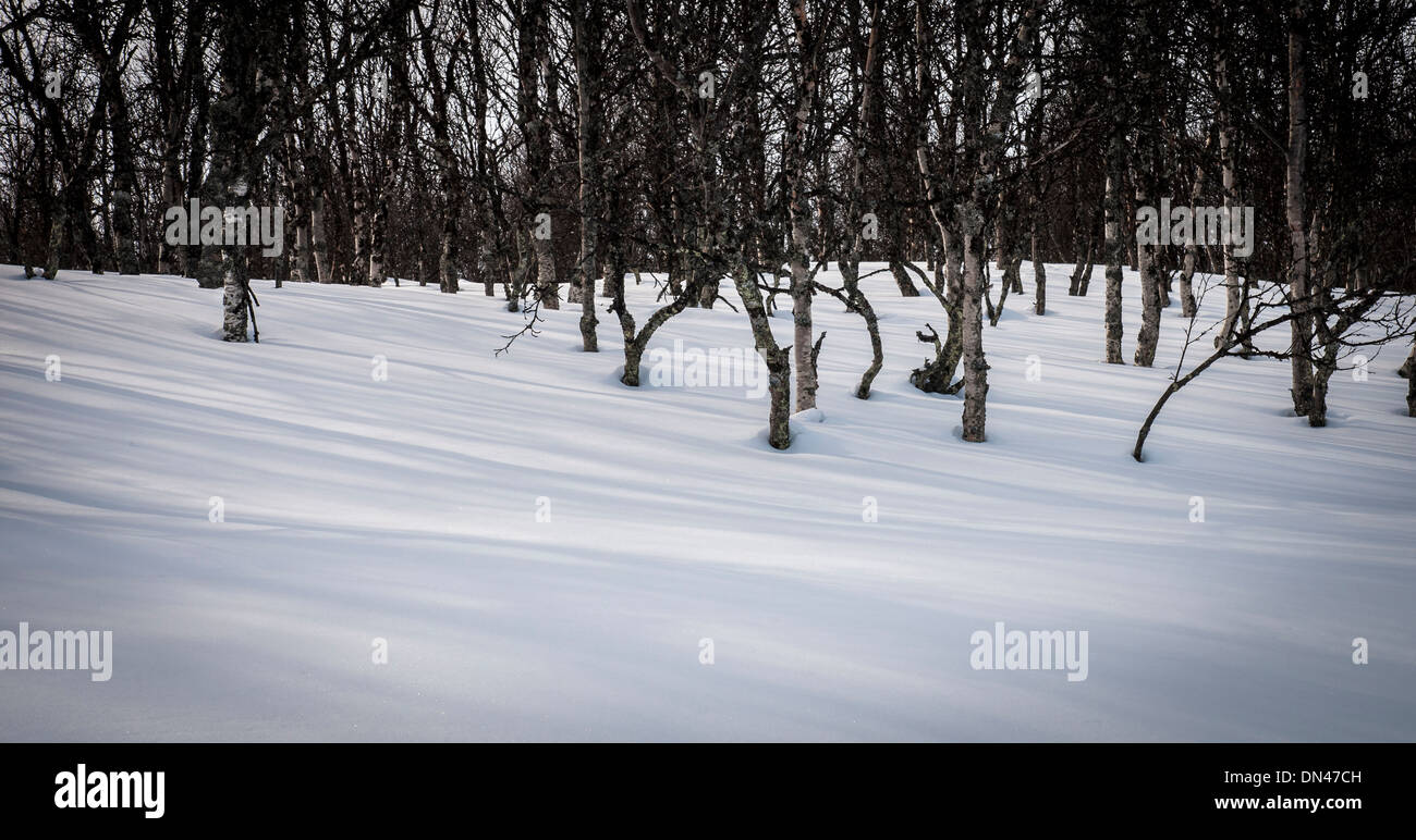 Birch tree forest hi-res stock photography and images - Alamy