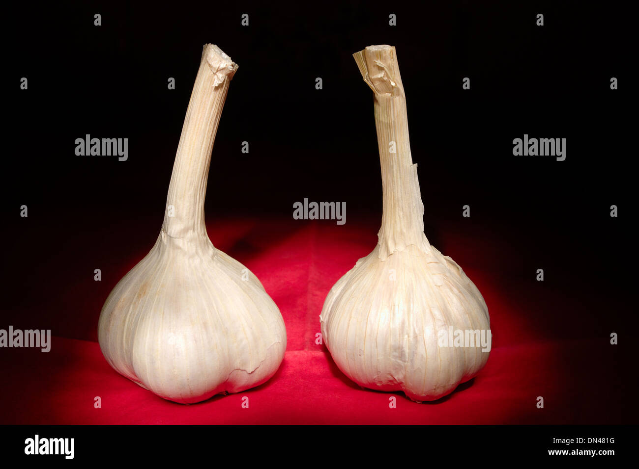 Two garlic bulbs on red and black background still life. Stock Photo