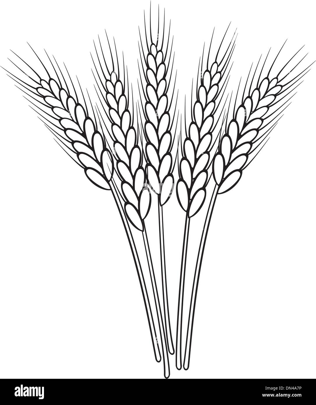 bunch of vector black and white wheat ears Stock Vector