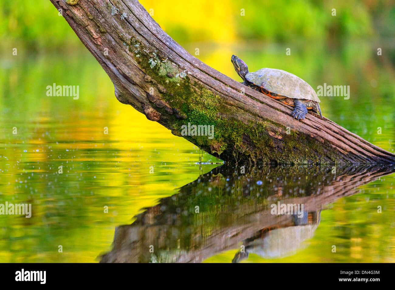 Common map turtle Stock Photo Alamy