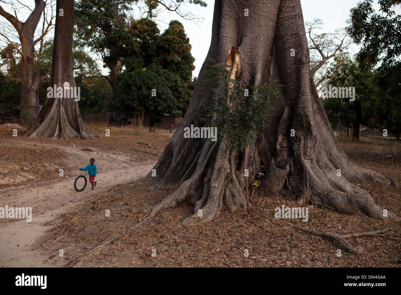 Baobab trees in Senegal, West Africa Stock Photo Alamy