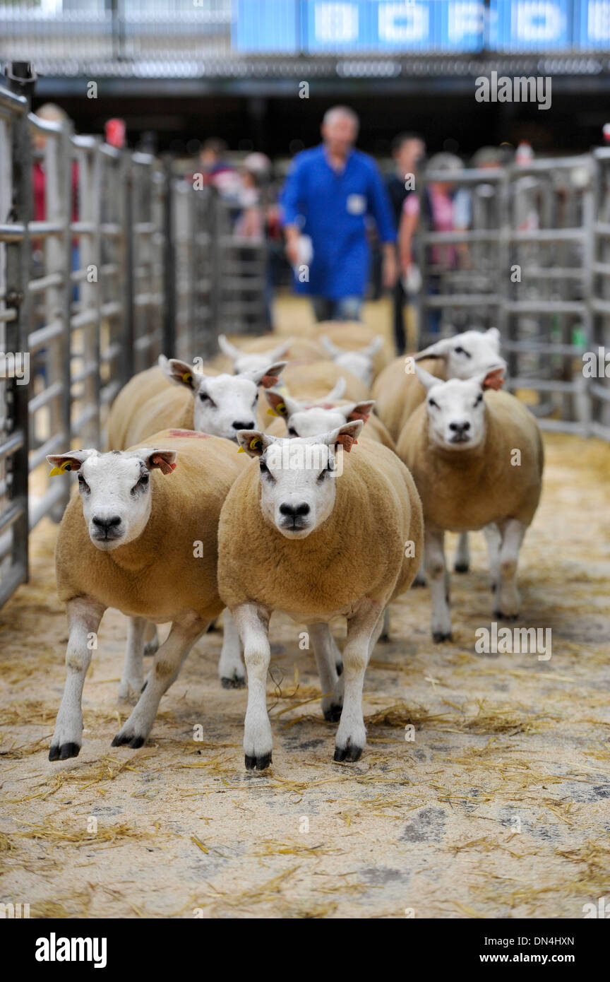Drover hires stock photography and images Alamy
