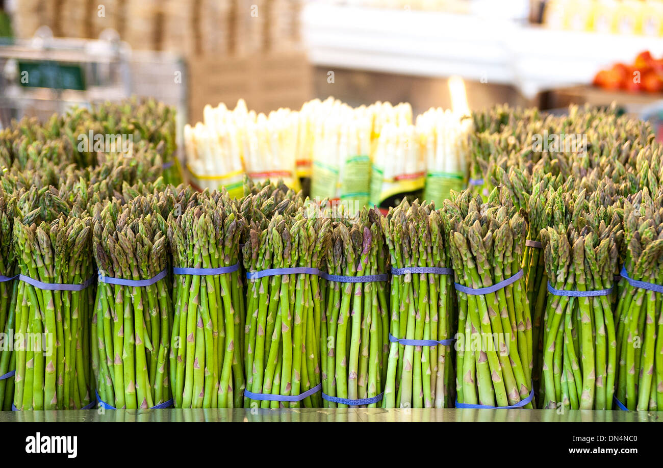 Asparagus officinalis a spring vegetable flowering perennial plant species in the genus Asparagus Stock Photo