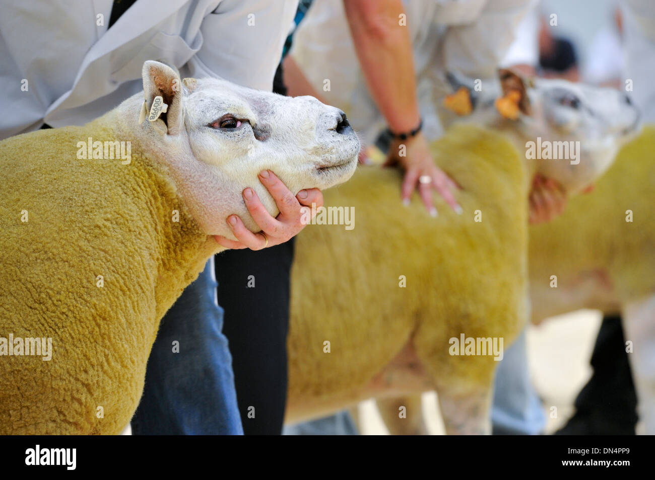 Showing Beltex sheep at a pedigree show and sale, UK. Stock Photo