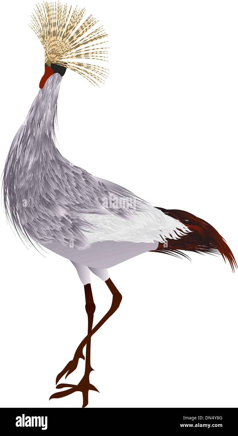 Crowned crane Stock Vector