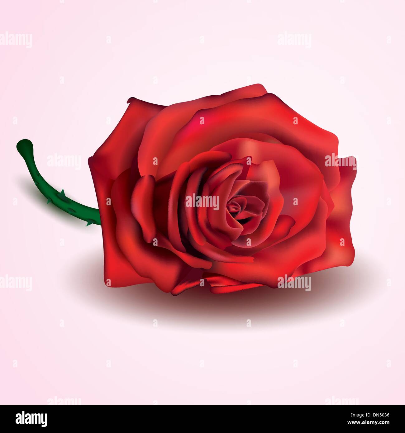 Red Rose isolated on white and pink background Stock Vector