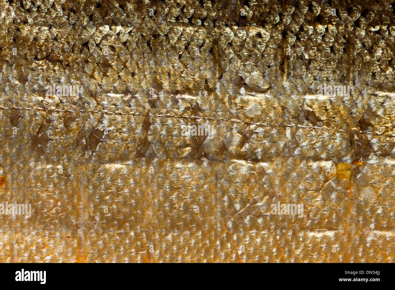 Closeup shiny scales salmon fish hires stock photography and images Alamy